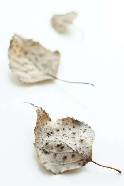 Tres hojas secas de abedul sobre una superficie blanca. Enfoque selectivo, macro shot
 - Foto, Imagen