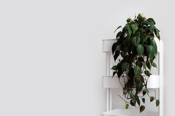 Modern Oda bitkiler - Fotoğraf, Görsel