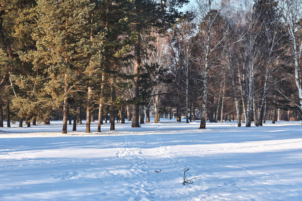 Landscape of snowy winter forest - Valokuva, kuva
