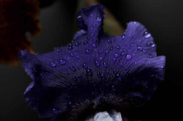 Bouquet of iris flowers, closeup view. - Foto, afbeelding