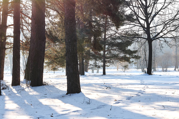 Landscape of snowy winter forest - Foto, Bild