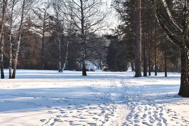 Landscape of snowy winter forest - Фото, изображение