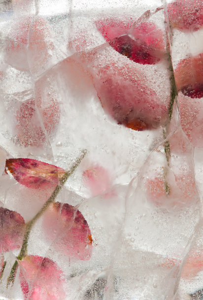 icy plants - Valokuva, kuva