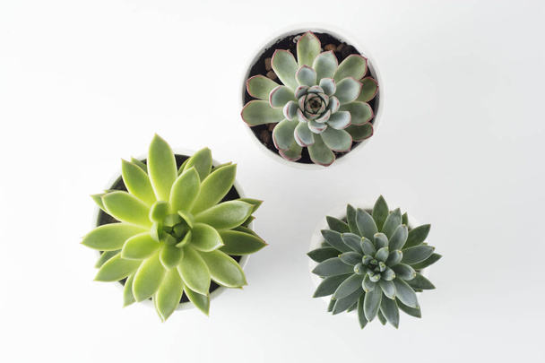 Top view of potted succulent plants set of three various types of Echeveria succulents. - Foto, Bild