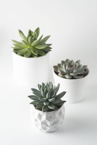 Top view of potted succulent plants set of three various types of Echeveria succulents. - Photo, Image