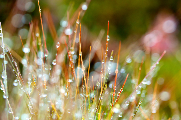 Осінь барвиста трава з краплями дощу
 - Фото, зображення