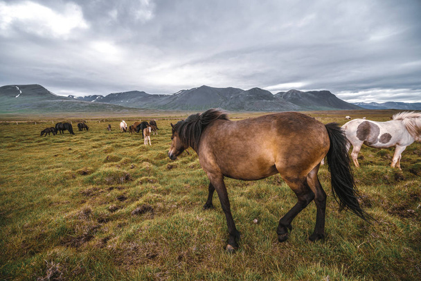 Icelandic horse in scenic nature of Iceland. - Фото, зображення
