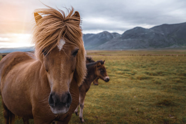 Caballo islandés en la naturaleza escénica de Islandia. - Foto, Imagen