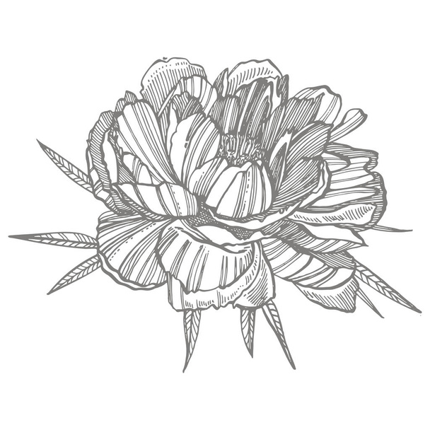 Peony flower and leaves drawing. Hand drawn engraved floral set. Botanical illustrations. Great for tattoo, invitations, greeting cards - Vektor, kép