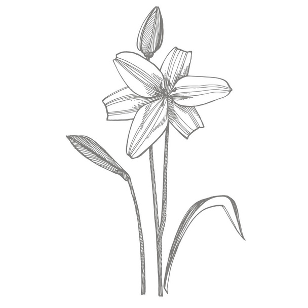 Lily flowers. Botanical illustration. Good for cosmetics, medicine, treating, aromatherapy, nursing, package design, field bouquet Hand drawn wild hay flowers - Vektor, Bild