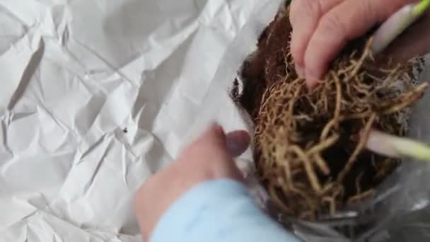 Separação cuidadosa de raízes de hosta emaranhadas
  - Filmagem, Vídeo