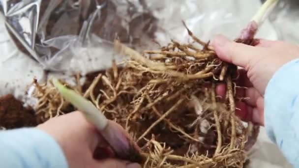 Uma mulher puxa raizes brotadas da planta do hosta distante
 - Filmagem, Vídeo