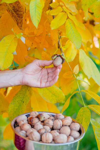 Man holding box full of fresh picked walnuts. - Фото, изображение