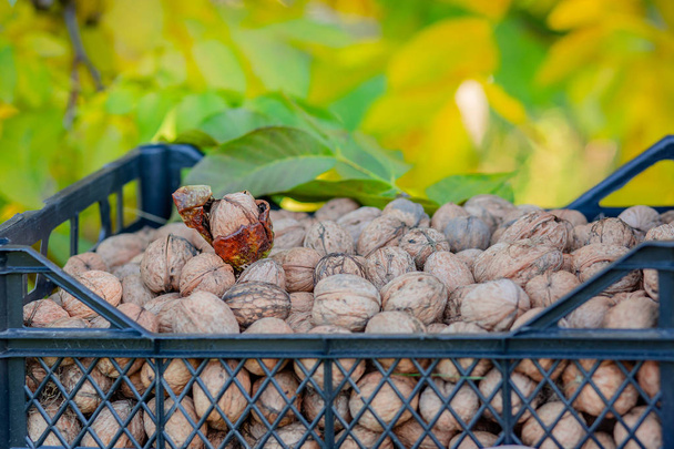 Man holding box full of fresh picked walnuts. - Foto, immagini
