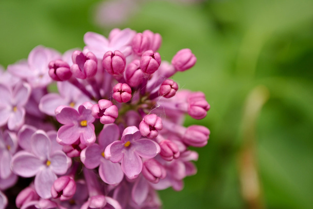 Bunch of pink lilac flower - Foto, Imagen