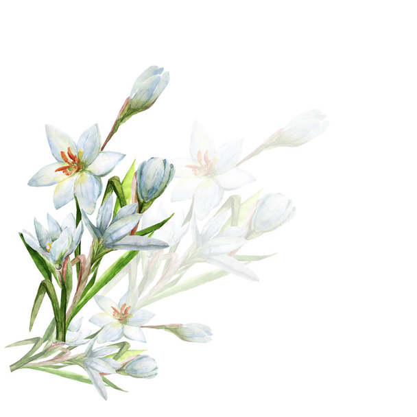 Ramo de flores de acuarela blanco.Patrón sobre fondo blanco y de color
. - Foto, imagen