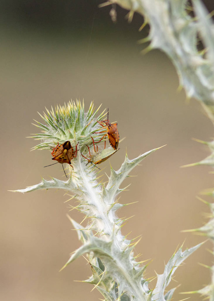 Tre insetti di legno che camminano sopra un cardo da campo
 - Foto, immagini