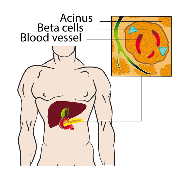 Інсулін з бета-клітин підшлункової залози
 - Вектор, зображення