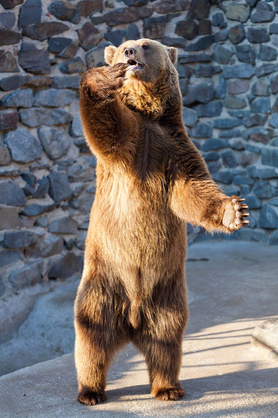 Brown bear at the zoo - Photo, Image