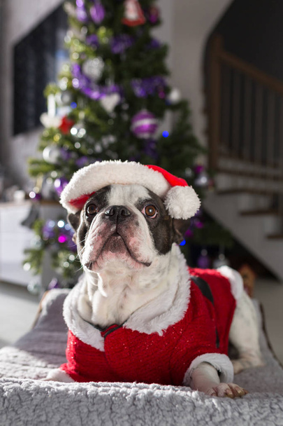 Ranskalainen bulldog joulupukin asussa istuu joulukuusen alla.
 - Valokuva, kuva