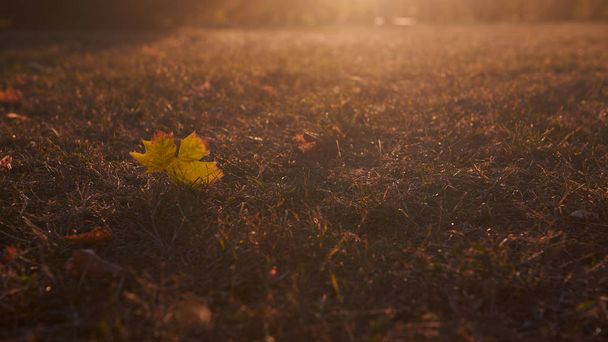Kaunis yksinäinen vaahteranlehti makaa nurmikolla auringonlaskun tai auringonnousun kaunis lämmin takavalo. Lehti sijaitsee kuvan vasemmassa osassa. Laaja formaatti kuva kopioi tilaa. Syksyn tausta
. - Valokuva, kuva