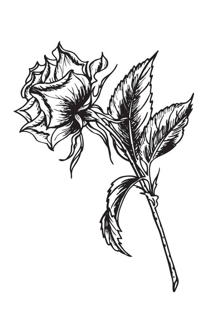 Hand drawing roses with pen or ink. - Vetor, Imagem