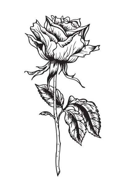 Handzeichnen von Rosen mit Feder oder Tusche. - Vektor, Bild