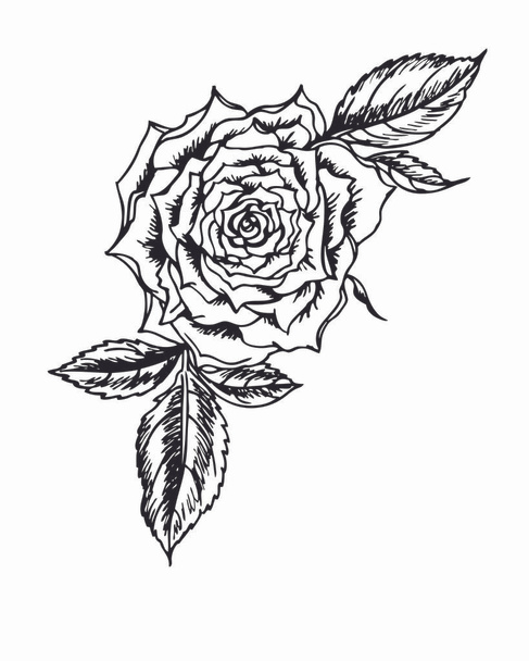 Hand drawing roses with pen or ink. - Vettoriali, immagini