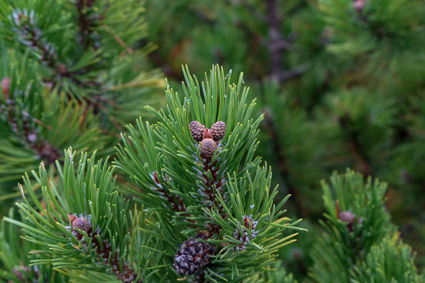 Pinus mugo pełzająca sosna Conifer w Alpach - Zdjęcie, obraz