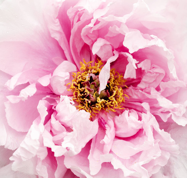 Beautiful gentle pink peony flower growing in the summer garden. Closeup mountain tree peony. - Photo, Image
