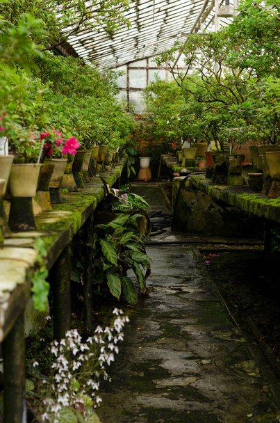Rhododendron bloemen en tropische planten die groeien in een vintage kas. - Foto, afbeelding