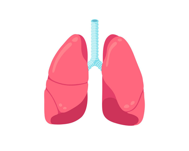 Легкие плоская икона. Дыхательная система человека здоровый внутренний орган. Векторная иллюстрация анатомии
 - Вектор,изображение