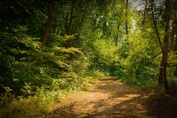 晴れた日の森の歩道 - 写真・画像