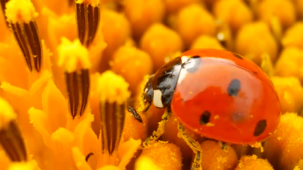 Marienkäfer sitzt auf gelber Sonnenblume - Filmmaterial, Video