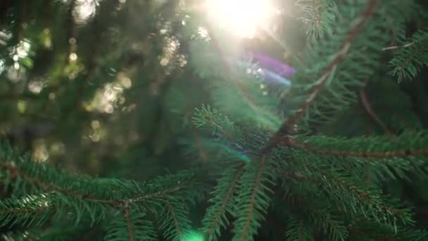 Promień słońca przełamuje gałęzie młodego świerka. Świąteczny nastrój w lesie iglastych - Materiał filmowy, wideo