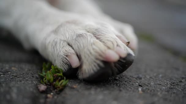 Λευκό πόδι σκύλου κοντά σε αργή κίνηση - Πλάνα, βίντεο