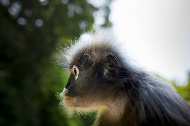 közeli fel fejét a vadonban sötét Leaf Monkey zöld blur ellen - Fotó, kép