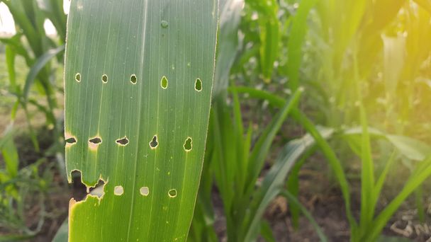 Hojas de maíz consumidas por plagas entran en la temporada de frutas
 - Foto, imagen