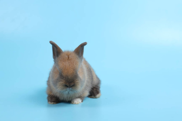 bambino carino marrone coniglio pasquale coniglio su sfondo blu e spazio copia sinistra
 - Foto, immagini