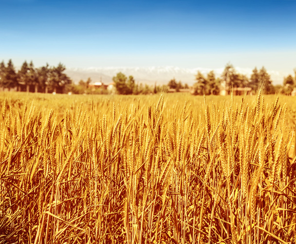 Hermoso campo de trigo - Foto, Imagen