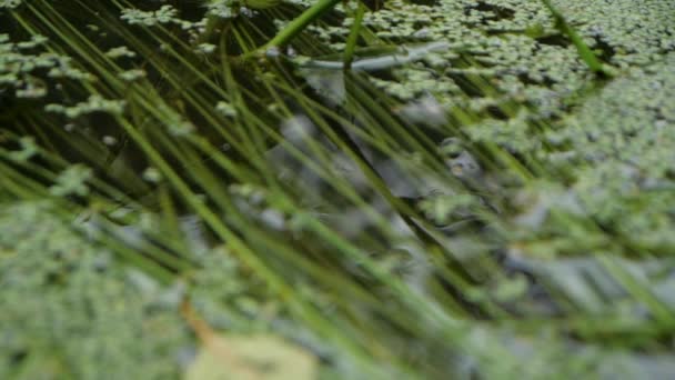 Abstract action - plants on the background of the pond in slow motion - Footage, Video