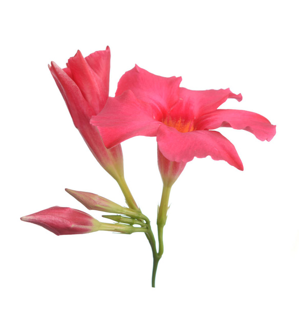 Magenta Dipladenia fleur
 - Photo, image