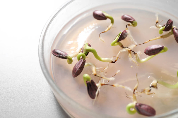Germination and energy analysis of sunflower seeds in Petri dish on table, closeup. Laboratory research - Foto, immagini