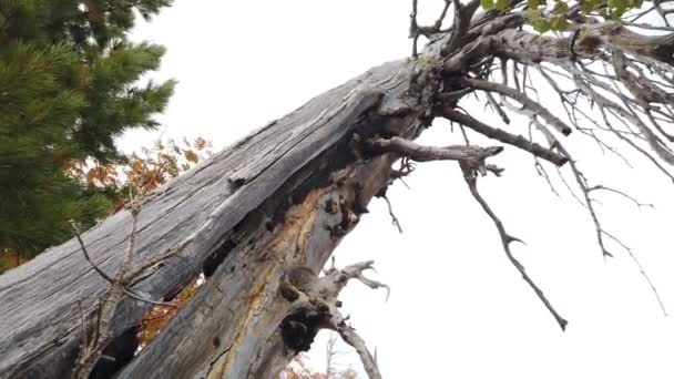 Διεφθαρμένα κλαδιά ενός παλιού νεκρού δέντρου σε ένα δάσος. Οικολογική καταστροφή. Μυστικιστική ατμόσφαιρα σκηνής - Πλάνα, βίντεο