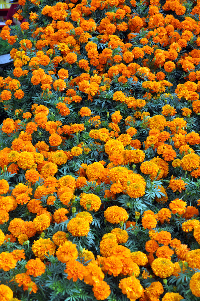 Квіти календули
 - Фото, зображення