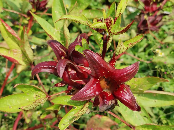 punaruusu sabdariffa kukkakasvi
  - Valokuva, kuva