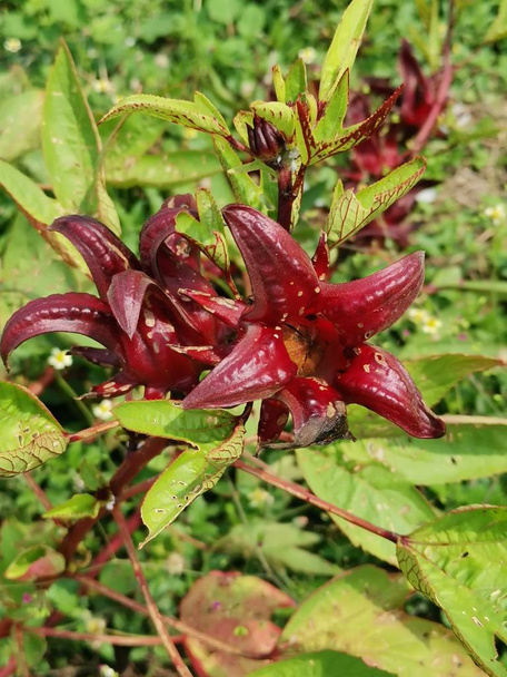 roselle rouge sabdariffa plante à fleurs
  - Photo, image