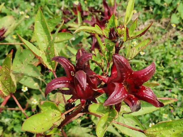 Vörös Roselle sabdariffa virágnövény  - Fotó, kép