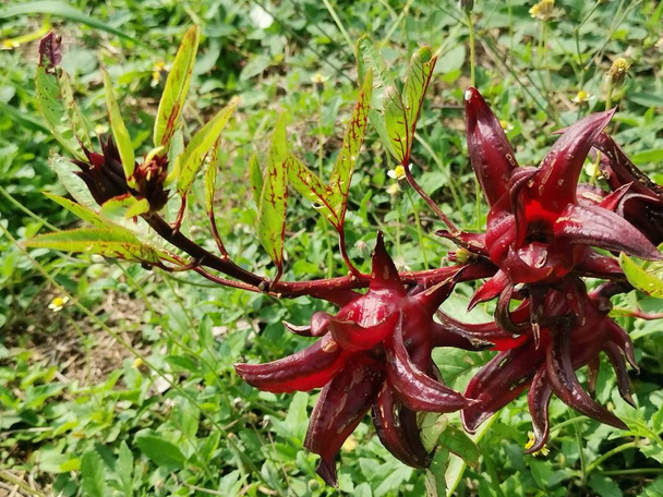 Vörös Roselle sabdariffa virágnövény  - Fotó, kép