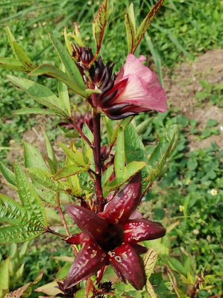 punaruusu sabdariffa kukkakasvi
  - Valokuva, kuva